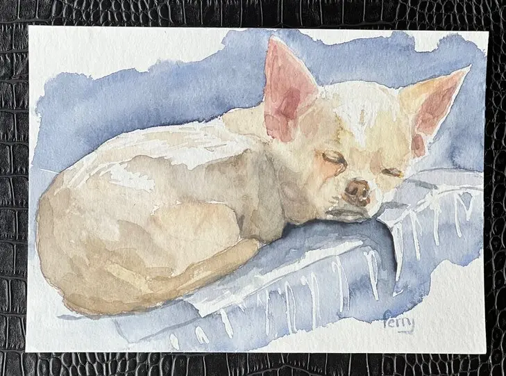 Slapende chihuahua, aquarel van Ferry Breugem